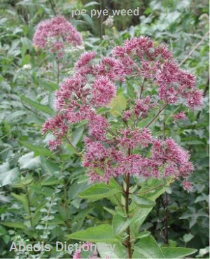 joe pye weed